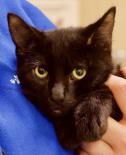 Kittens, Kittens, and Kittens, a Adoptable Domestic Short Hair in Roseburg, OR image 3/6