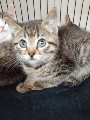 Kittens, Kittens, and Kittens, a Adoptable Domestic Short Hair in Roseburg, OR image 4/6