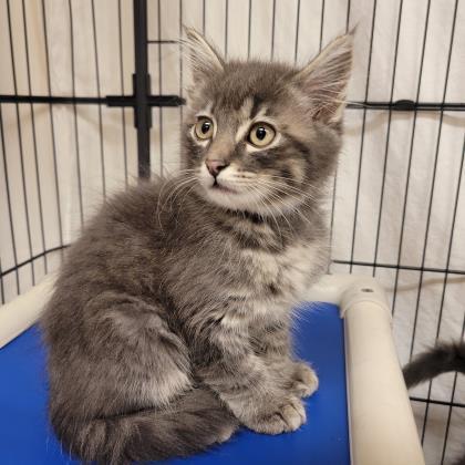 Kittens, Kittens, and Kittens, a Adoptable Domestic Short Hair in Roseburg, OR image 5/6