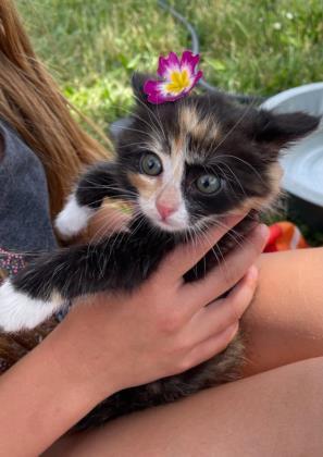 Kittens, Kittens, and Kittens, a Adoptable Domestic Short Hair in Roseburg, OR image 6/6