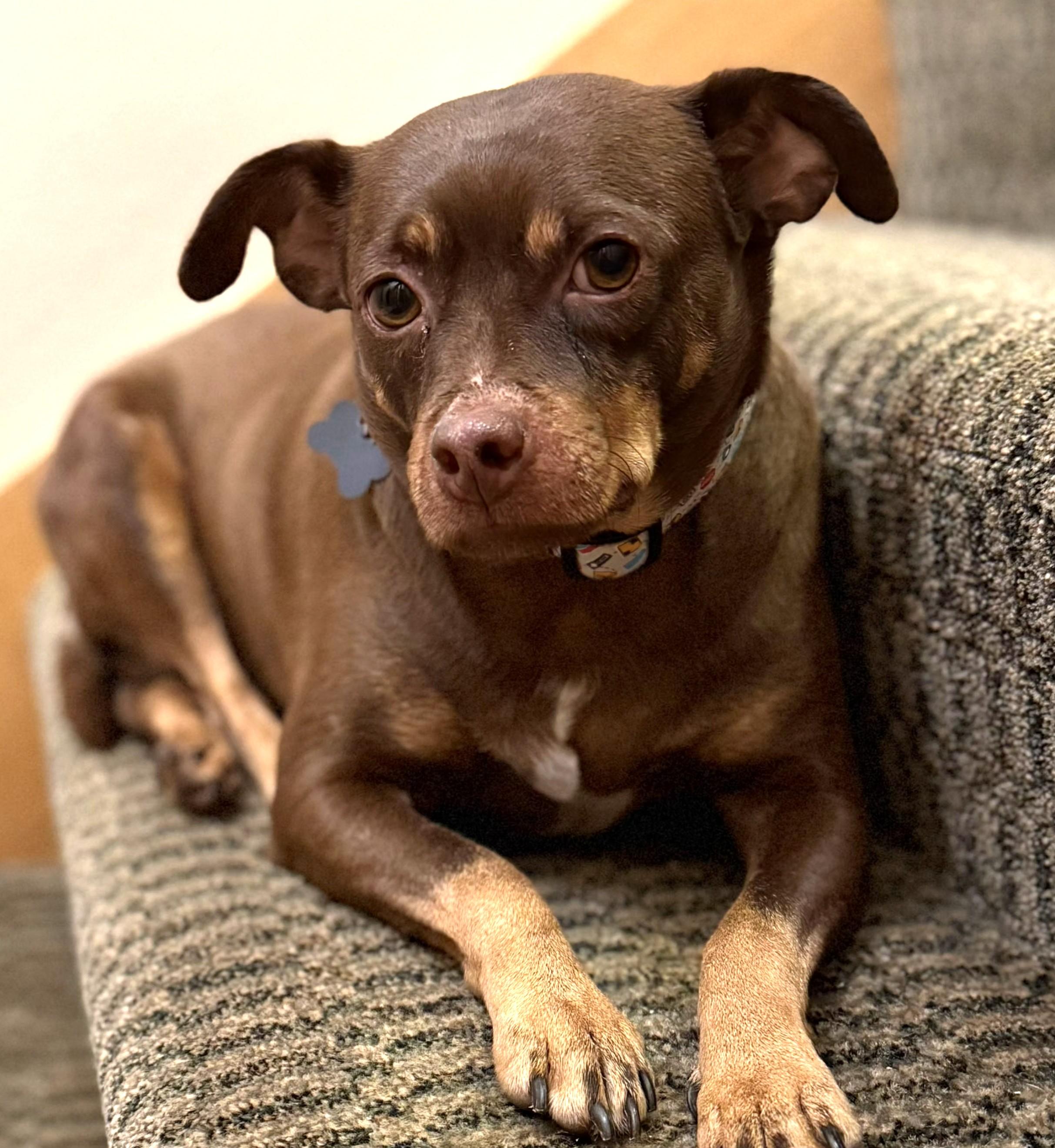 Buddy, ADOPTABLE, Adult Male Chiweenie.