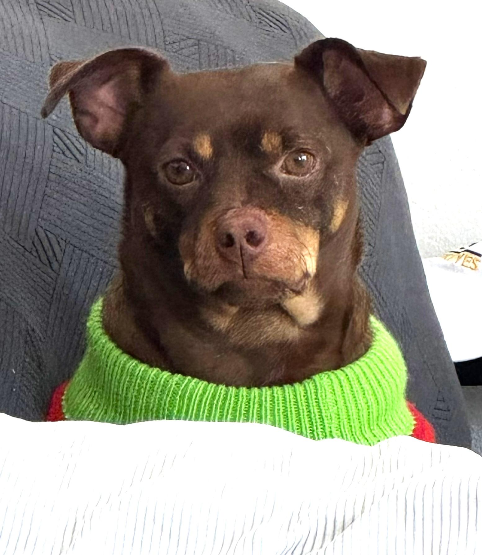 Enlarge Buddy, a ADOPTABLE mixed breed in Lisbon, IA image 2/6