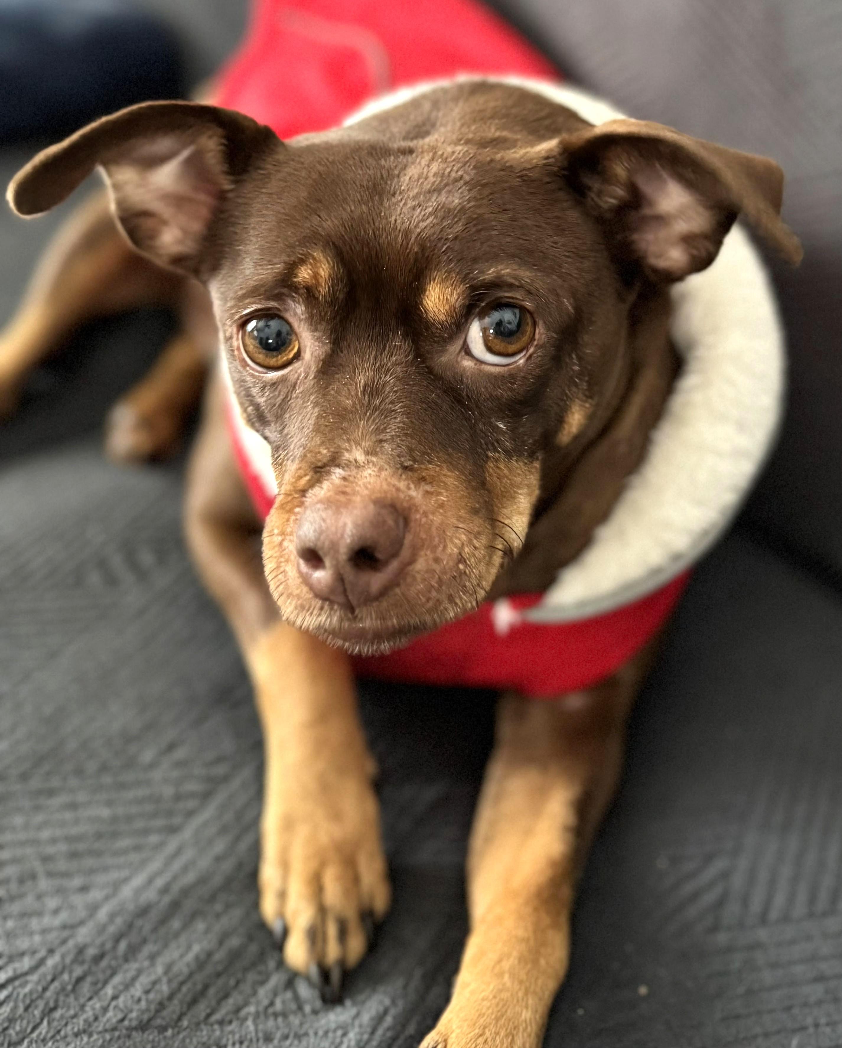 Enlarge Buddy, a ADOPTABLE mixed breed in Lisbon, IA image 4/6