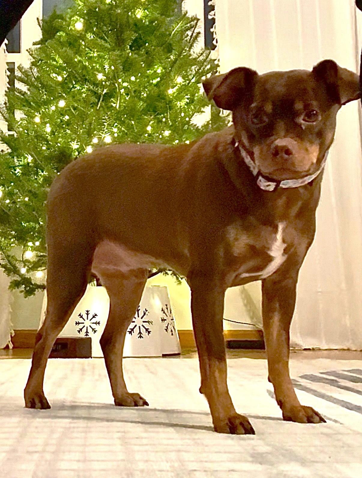 Enlarge Buddy, a ADOPTABLE mixed breed in Lisbon, IA image 6/6