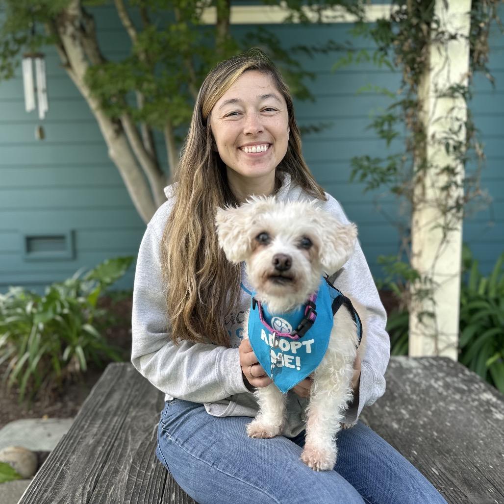 Enlarge Sunshine Sophie, a Adoptable mixed breed in Pacific Grove, CA image 1/4