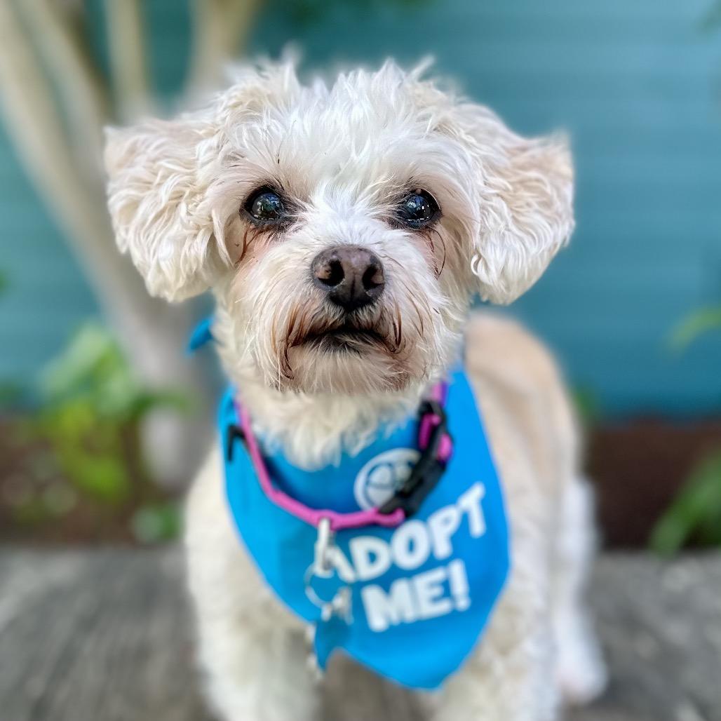 Enlarge Sunshine Sophie, a Adoptable mixed breed in Pacific Grove, CA image 2/4
