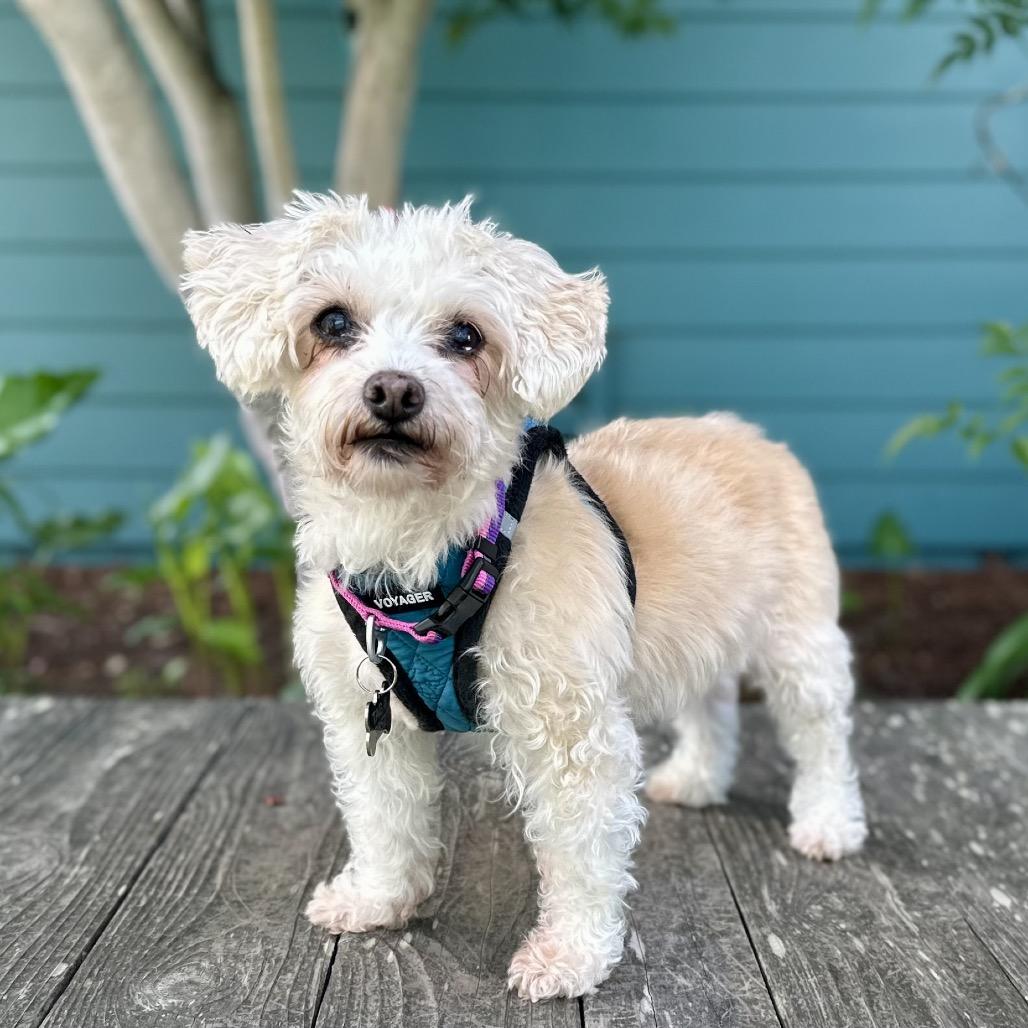 Enlarge Sunshine Sophie, a Adoptable mixed breed in Pacific Grove, CA image 4/4