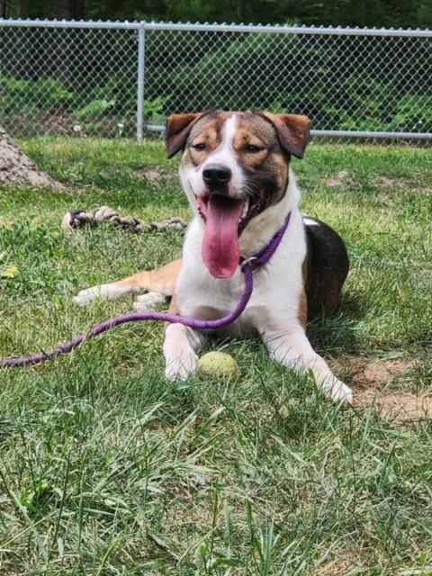 Enlarge Bandit, a ADOPTABLE mixed breed in Prudenville, MI image 1/1