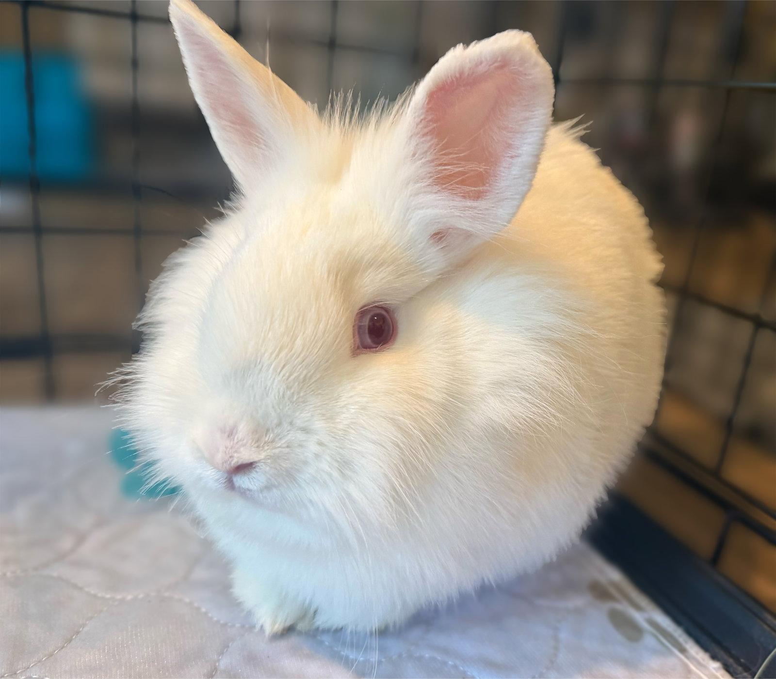 Zeva, Adoptable, Young Female Lionhead & Bunny Rabbit.