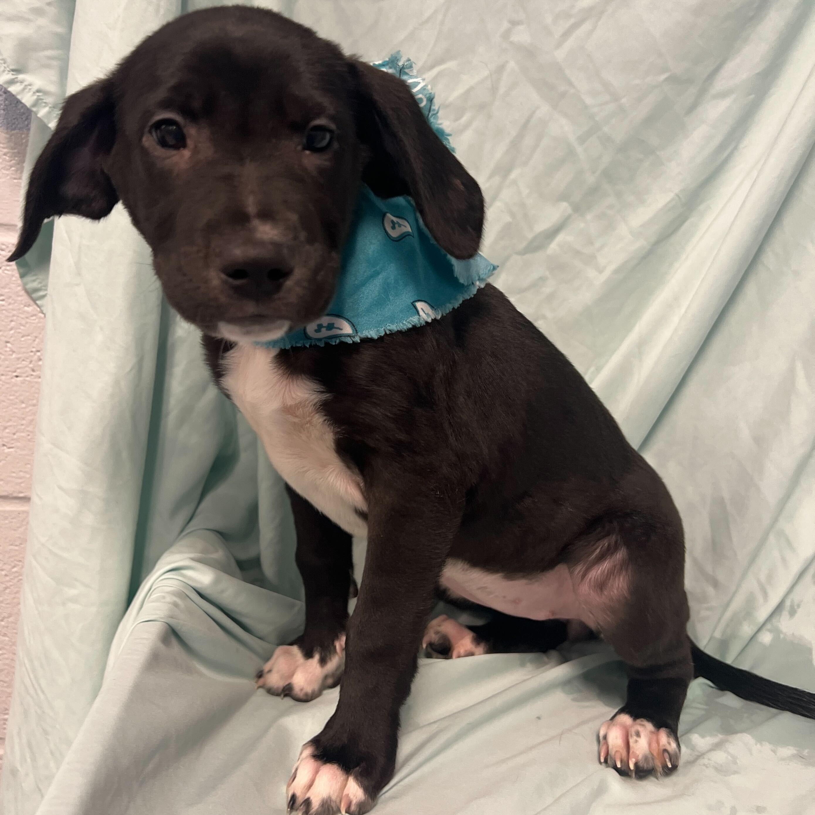 Enlarge Georgia, an adoptable Mixed Breed in Canal Winchester, OH image 2/2