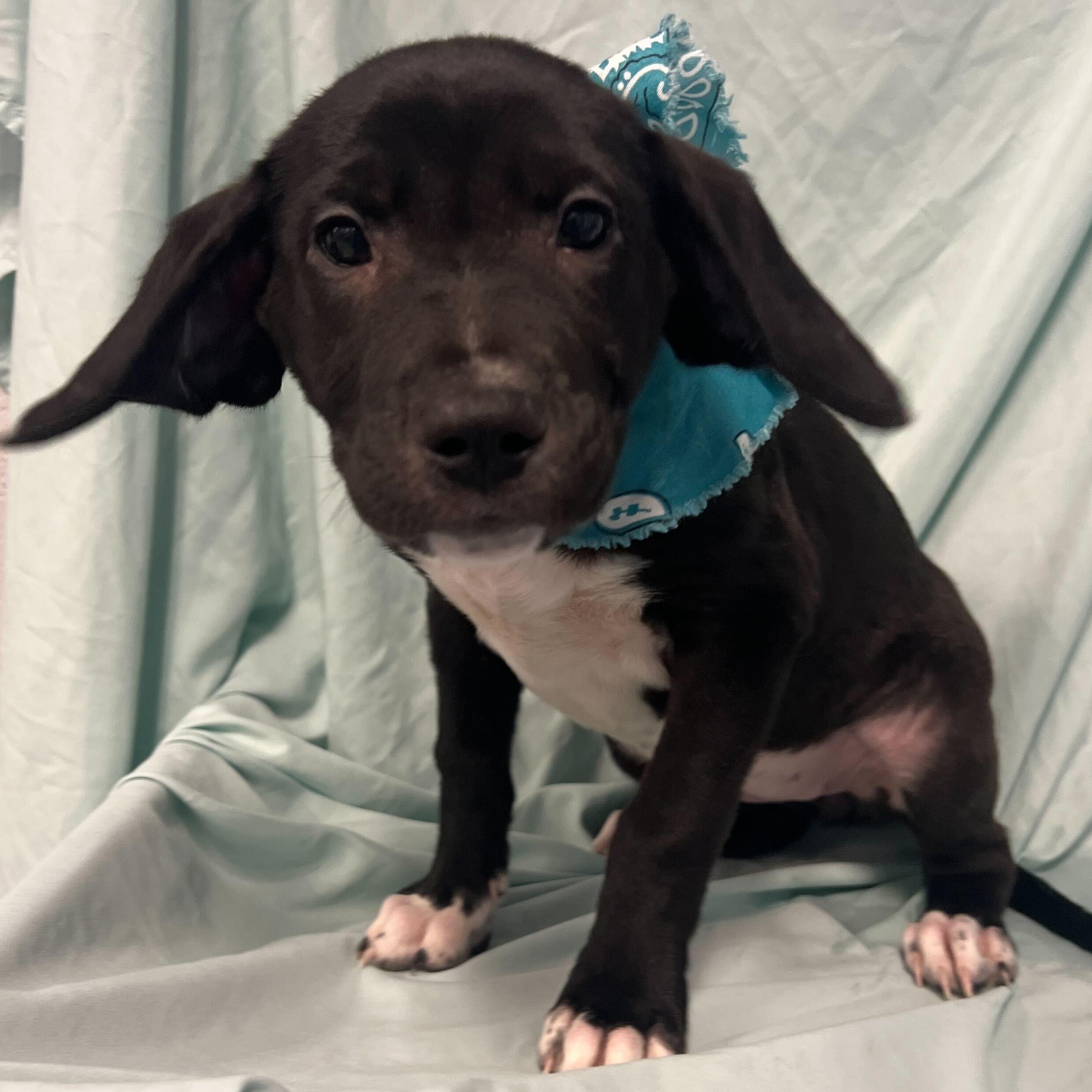 Enlarge Georgia, an adoptable Mixed Breed in Canal Winchester, OH image 1/2