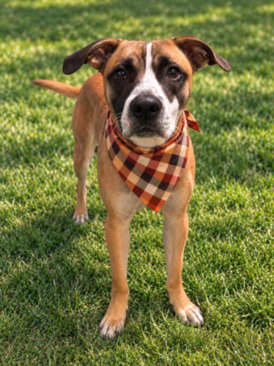 ZEUS, Adoptable, Adult Male Labrador Retriever & Pit Bull Terrier.