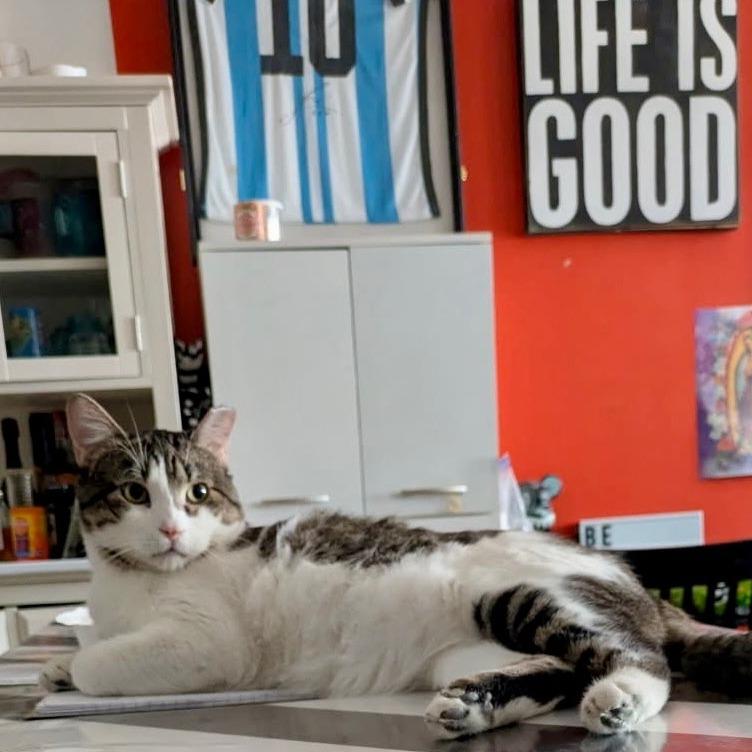 Jojo, Adoptable, Adult Male Domestic Short Hair.