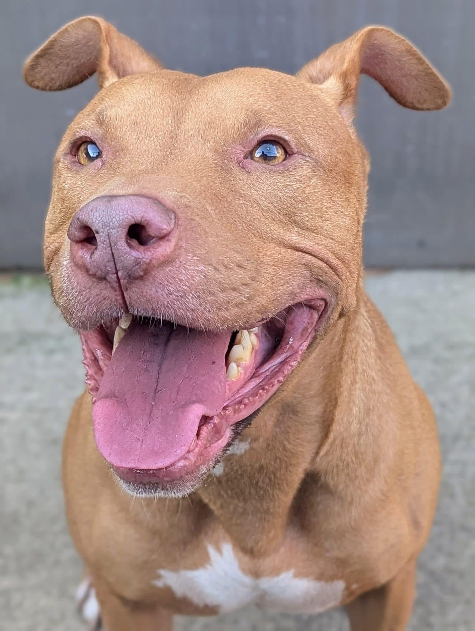 Ukulele, ADOPTABLE, Senior Male Pit Bull Terrier.