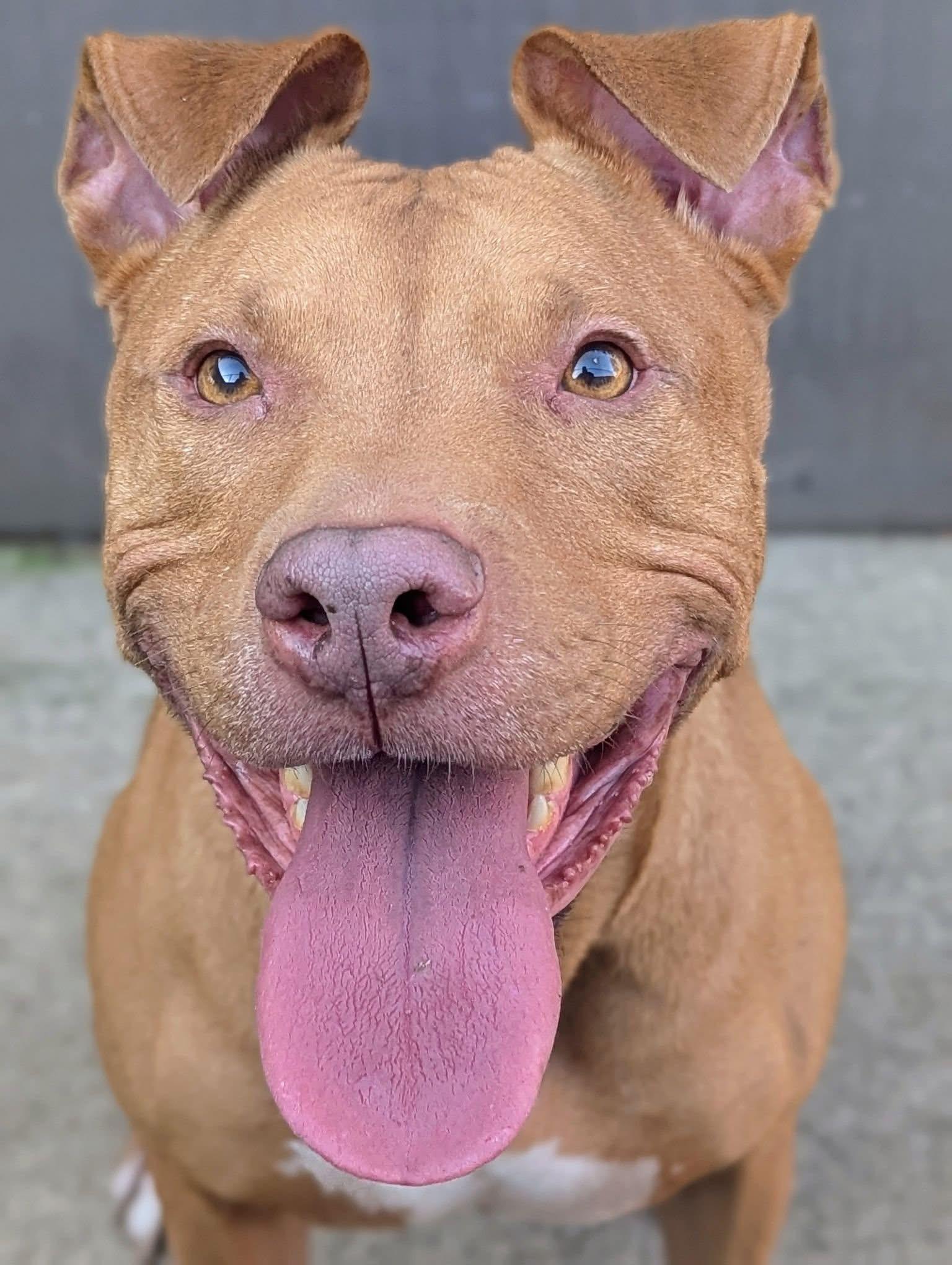 Ukulele, a ADOPTABLE Pit Bull Terrier in Chicago, IL image 2/4
