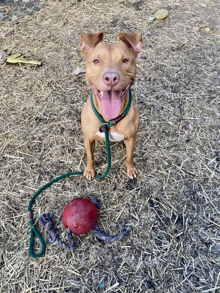Ukulele, a ADOPTABLE Pit Bull Terrier in Chicago, IL image 3/4