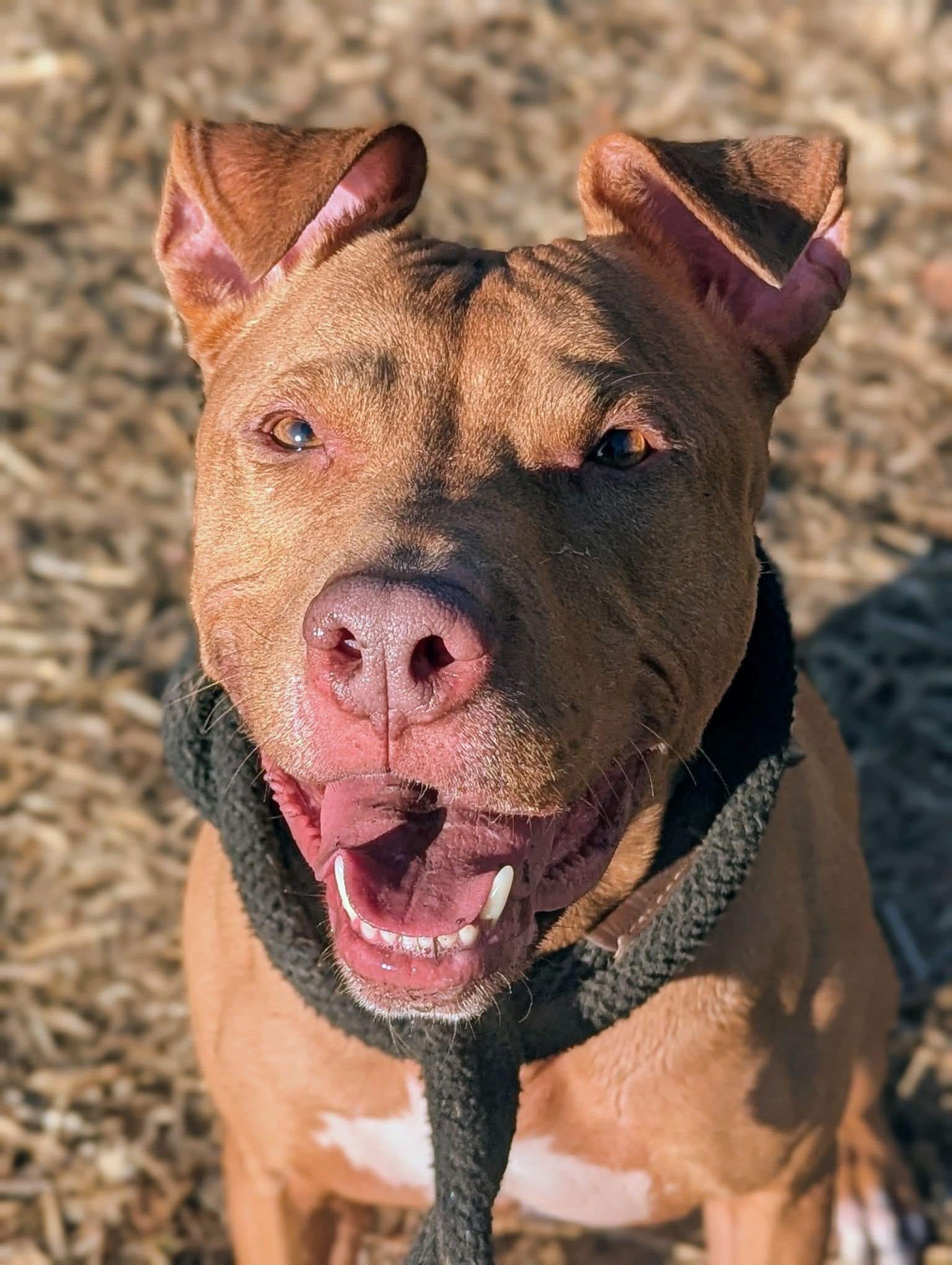 Ukulele, a ADOPTABLE Pit Bull Terrier in Chicago, IL image 4/4