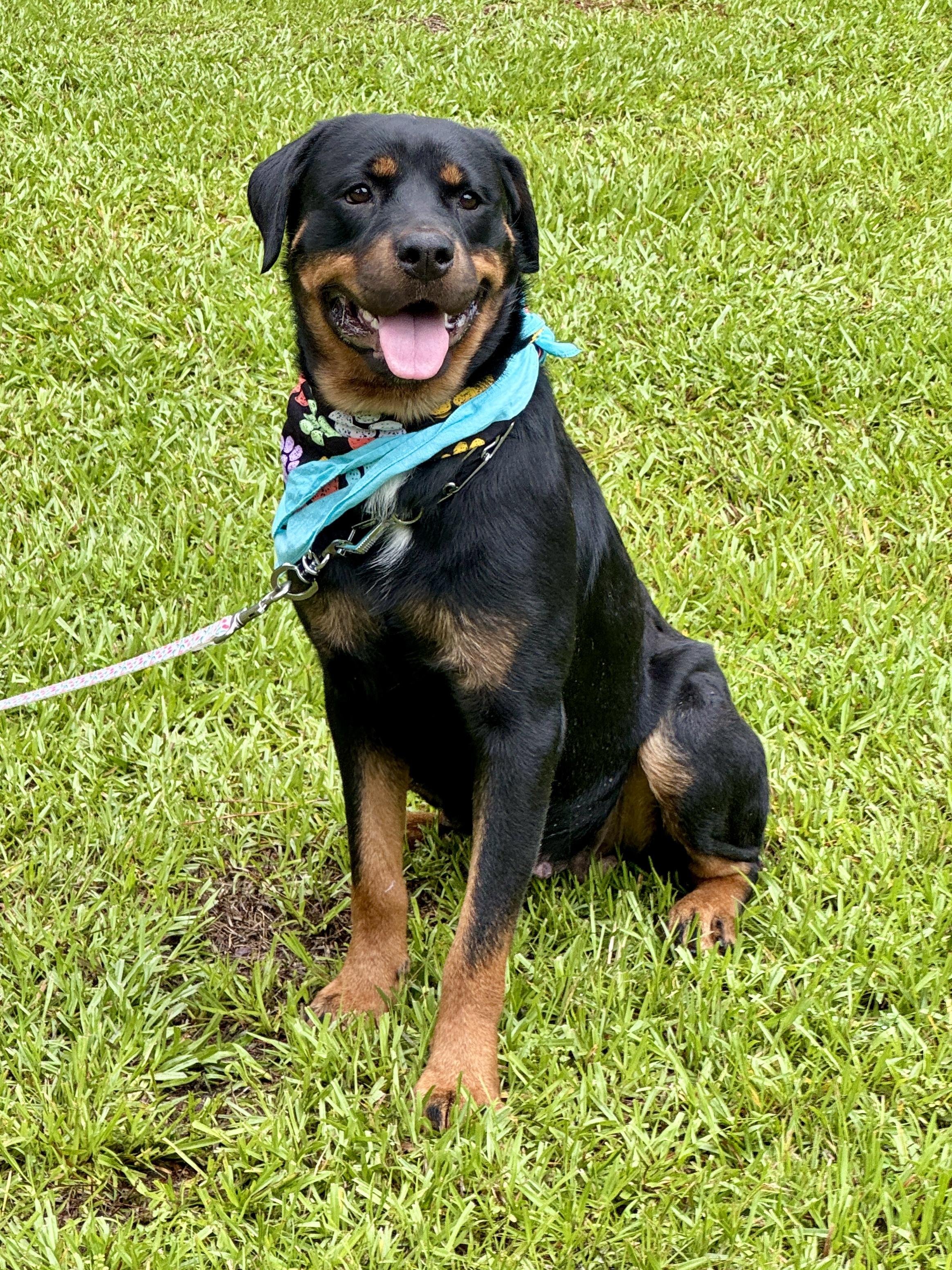 Selena, a ADOPTABLE Rottweiler in Sumter, SC image 3/3