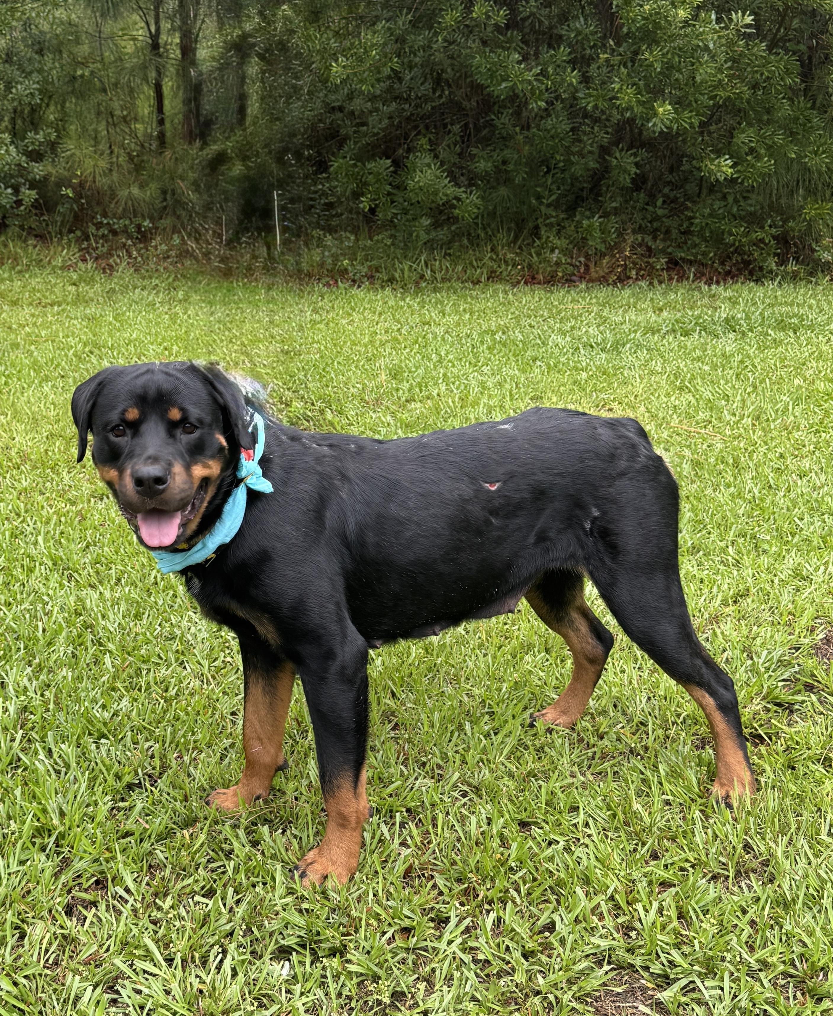 Selena, a ADOPTABLE Rottweiler in Sumter, SC image 2/3