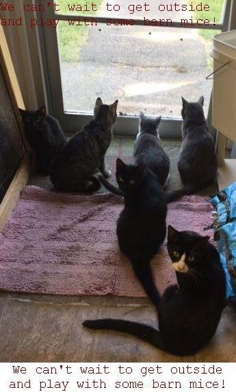 Barn Cats - Working Cat Program - Put them to work, Adoptable, Senior Male Domestic Short Hair.
