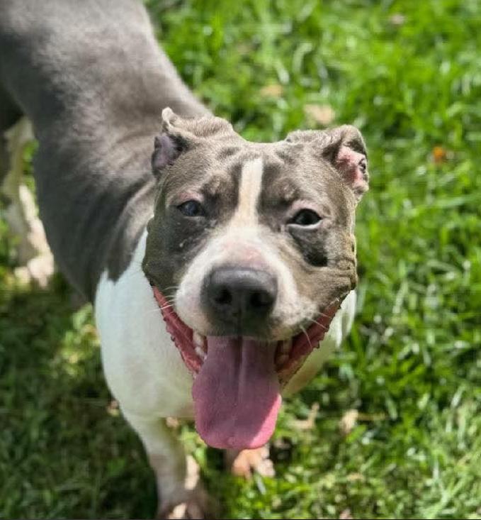 Enlarge Mabel (3 Years Old), a Adopted mixed breed in Albany, NY image 1/1