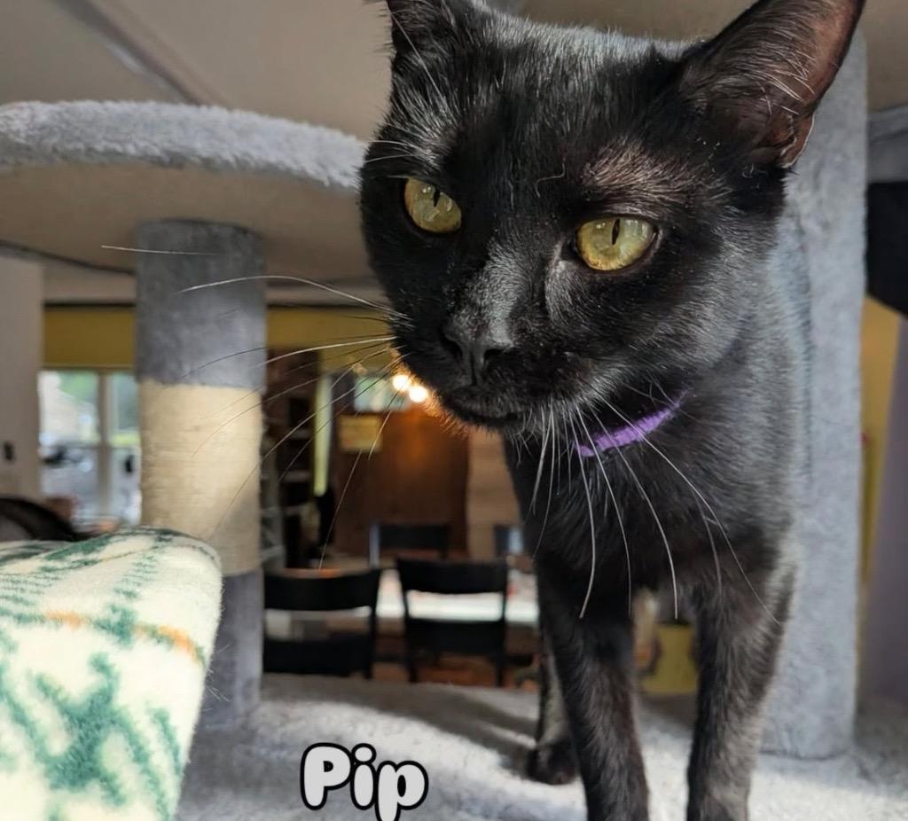 Pip, a Adoptable Domestic Short Hair in Gorham, ME image 2/4