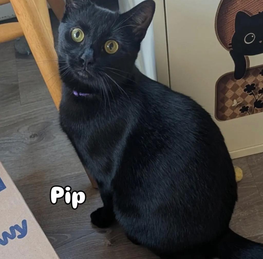 Enlarge Pip, a Adoptable Domestic Short Hair in Gorham, ME image 4/5
