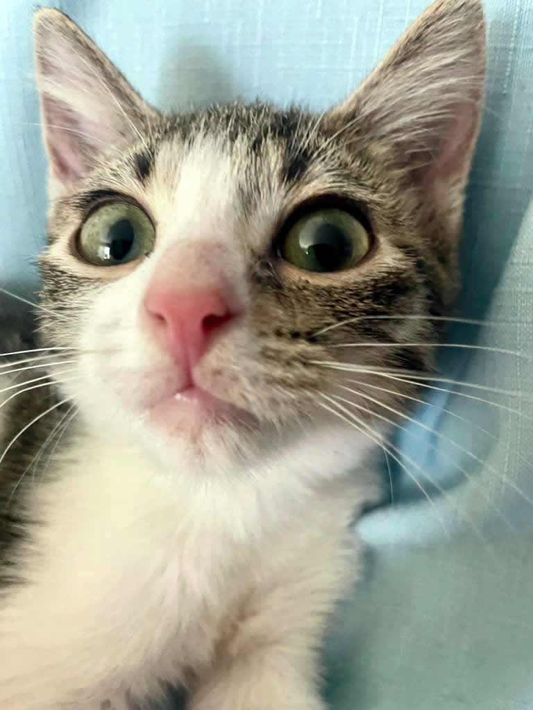 Enlarge Erin, an adopted Domestic Short Hair in Miami, FL image 3/6