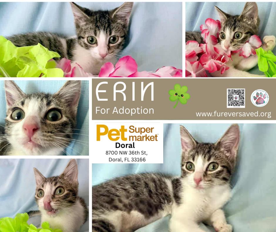 Erin, adopted, Kitten Male Domestic Short Hair.
