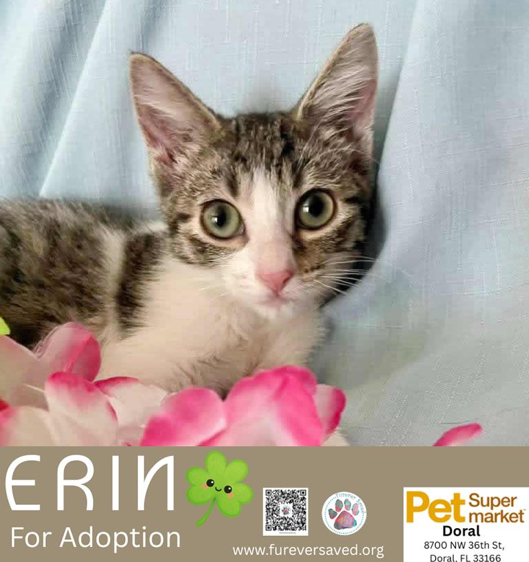 Enlarge Erin, an adopted Domestic Short Hair in Miami, FL image 2/6