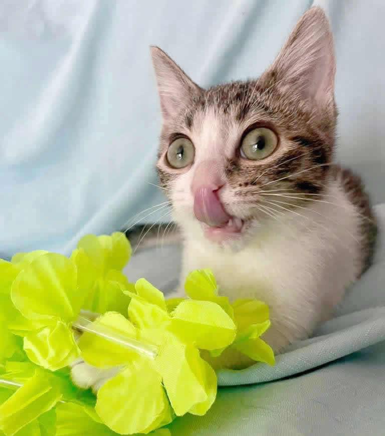 Enlarge Erin, an adopted Domestic Short Hair in Miami, FL image 5/6