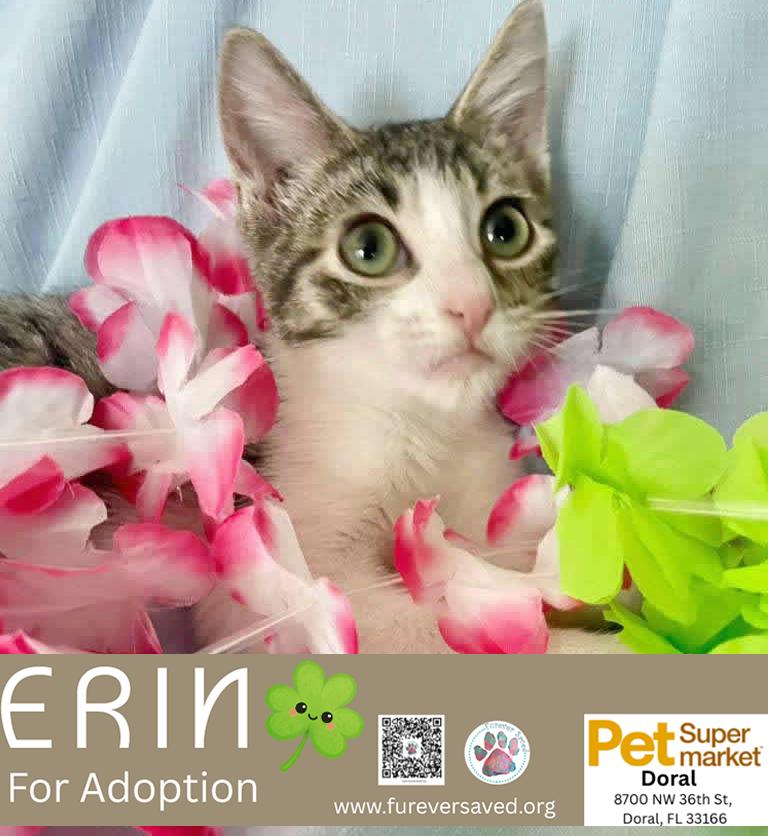 Enlarge Erin, an adopted Domestic Short Hair in Miami, FL image 4/6