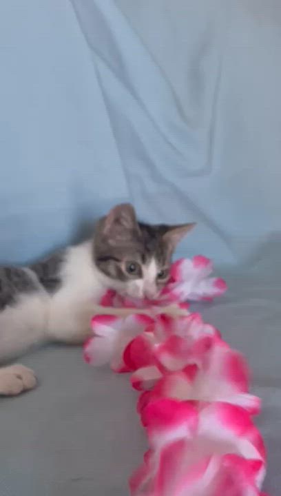 Enlarge Erin, an adopted Domestic Short Hair in Miami, FL video 6/6