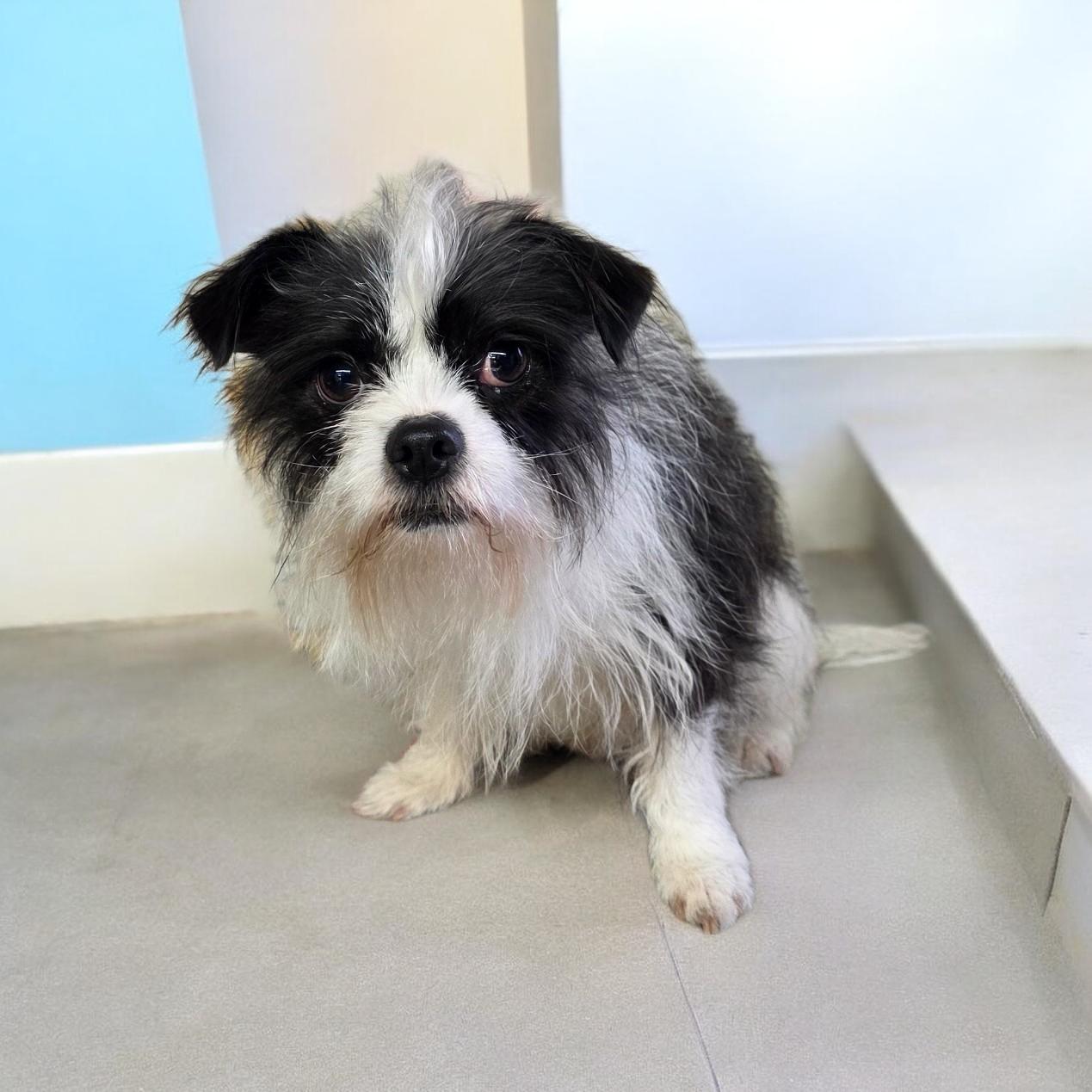 Alex, ADOPTABLE, Young Male Yorkshire Terrier & Terrier.