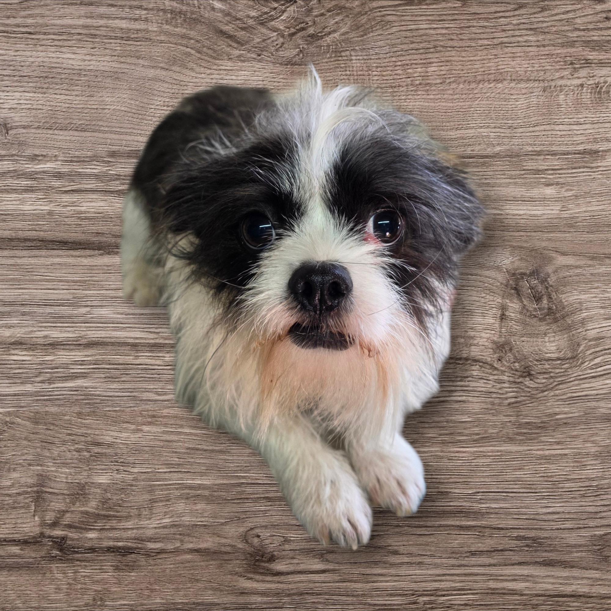 Enlarge Alex, a ADOPTABLE mixed breed in Dallas, GA image 2/2