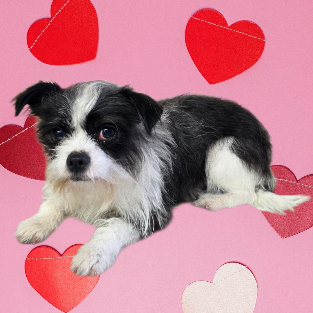 Alex, ADOPTABLE, Young Male Yorkshire Terrier & Terrier.