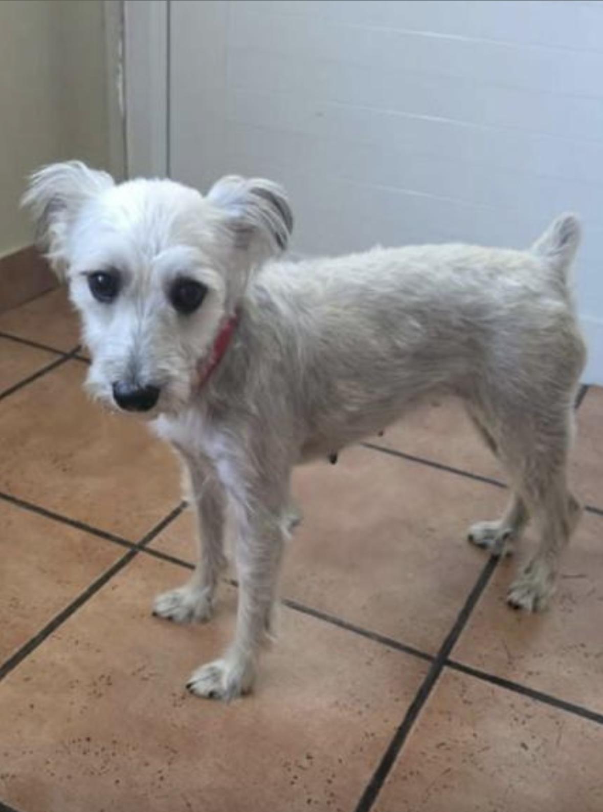 Haylie, ADOPTABLE, Young Female Miniature Schnauzer.