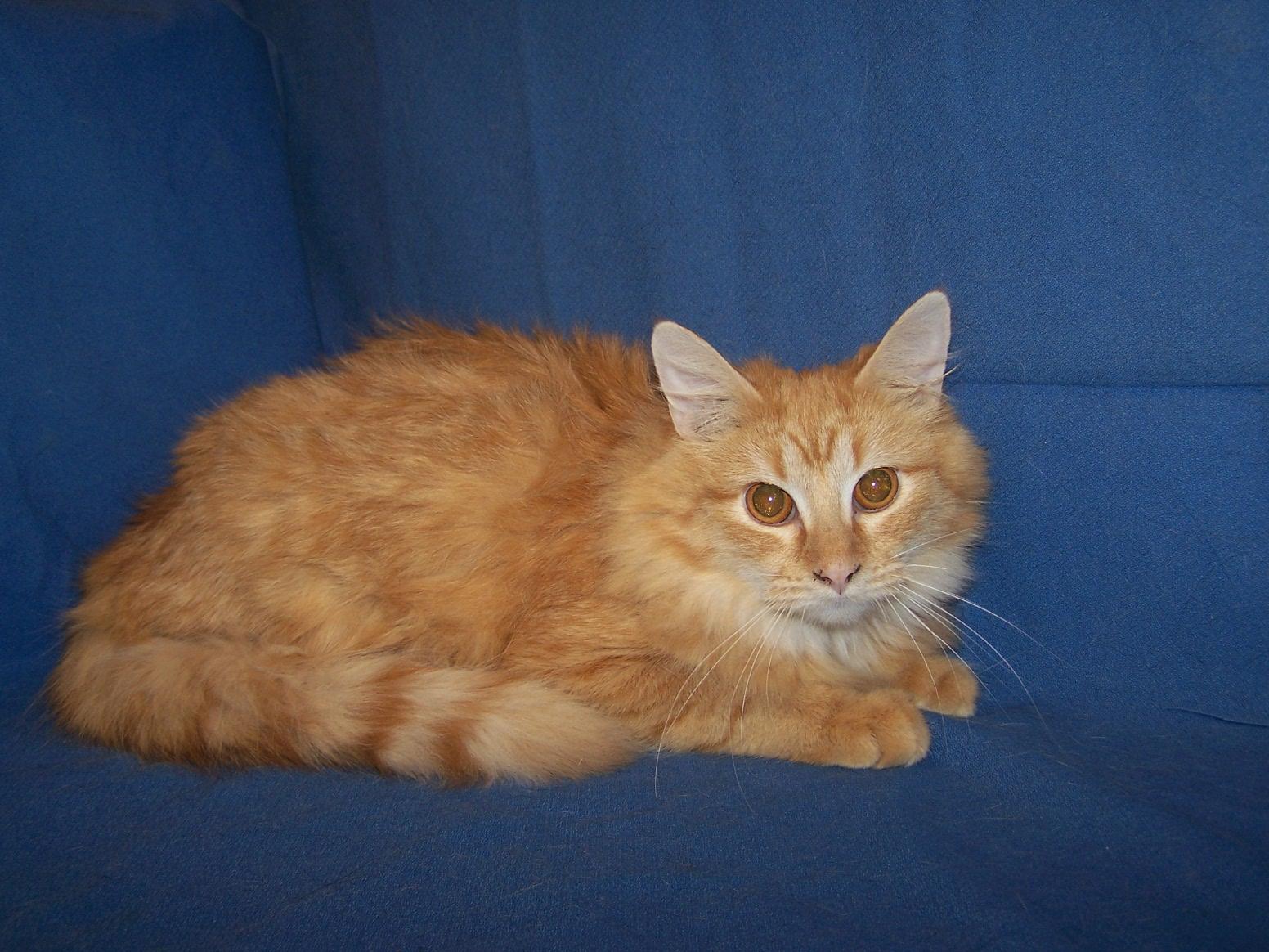 Enlarge K-KHS-Kobe, a ADOPTABLE mixed breed in Colorado Springs, CO image 1/1