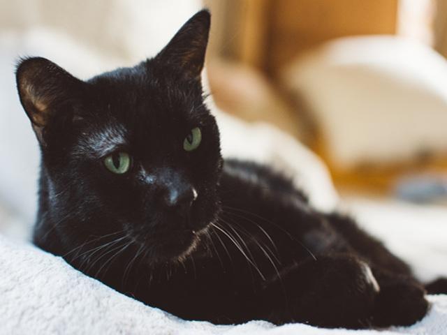 Enlarge Krampus, a ADOPTABLE Domestic Short Hair in Denver, CO image 1/3