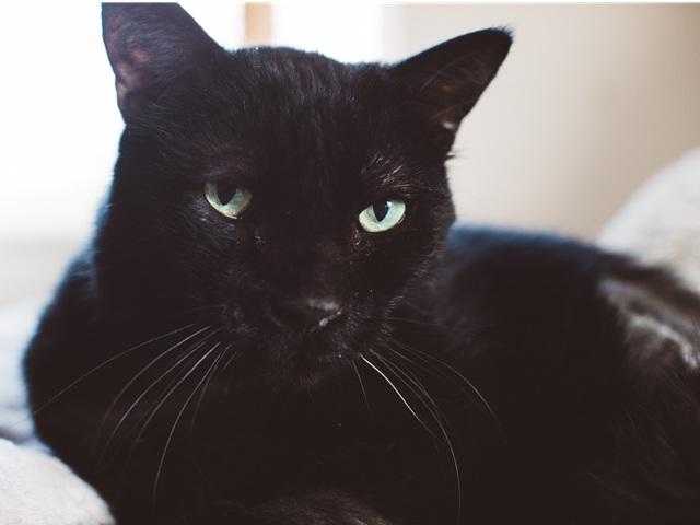 Enlarge Krampus, a ADOPTABLE Domestic Short Hair in Denver, CO image 3/3