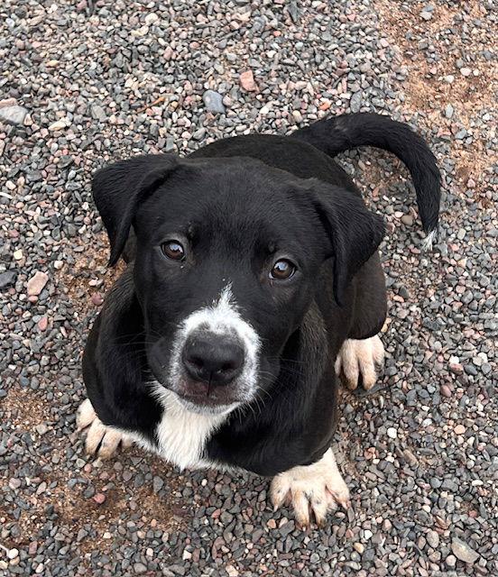 Bay, Adopted, Puppy Female Staffordshire Bull Terrier & Labrador Retriever.