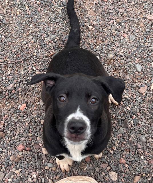 Bay, a Adopted mixed breed in Webster, WI image 2/2