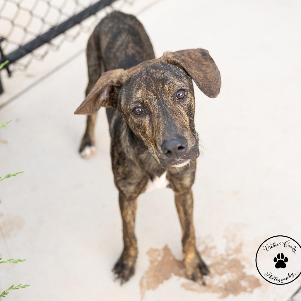 Enlarge Jet, a Adoptable mixed breed in Abilene, TX image 1/3