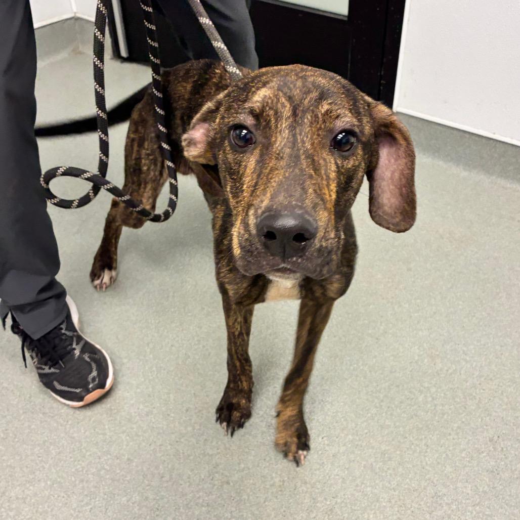 Enlarge Jet, a Adoptable mixed breed in Abilene, TX image 2/3