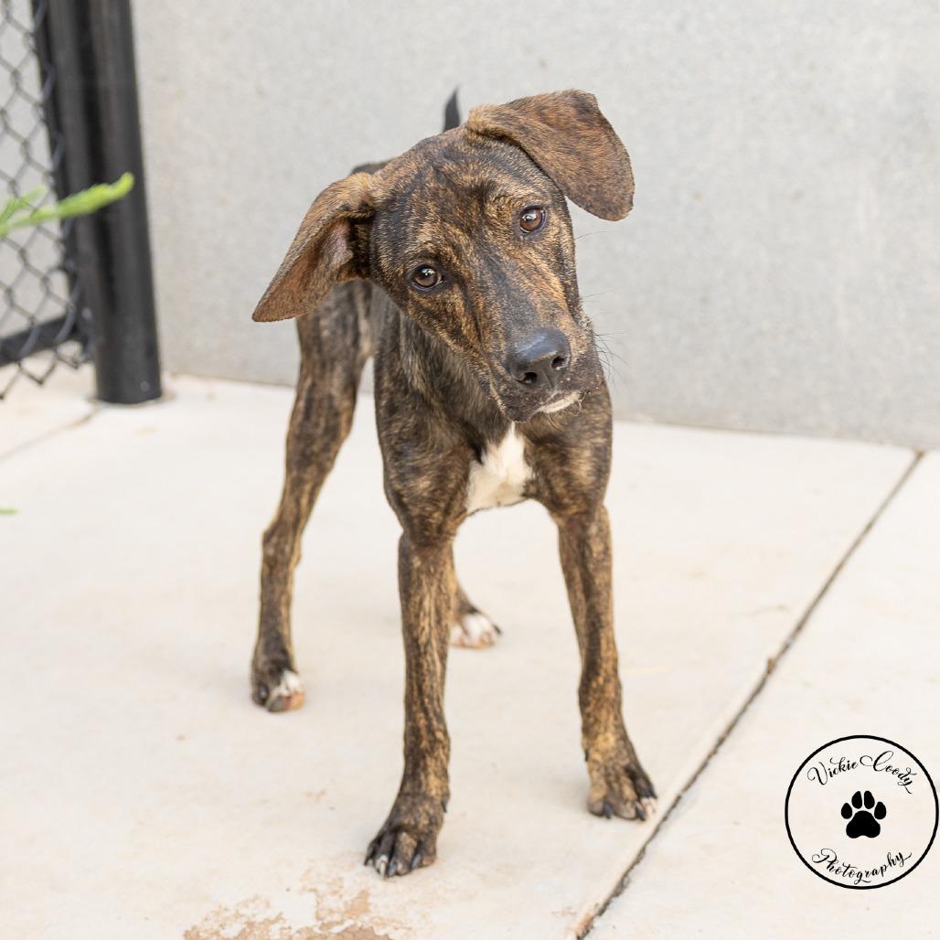 Enlarge Jet, a Adoptable mixed breed in Abilene, TX image 3/3