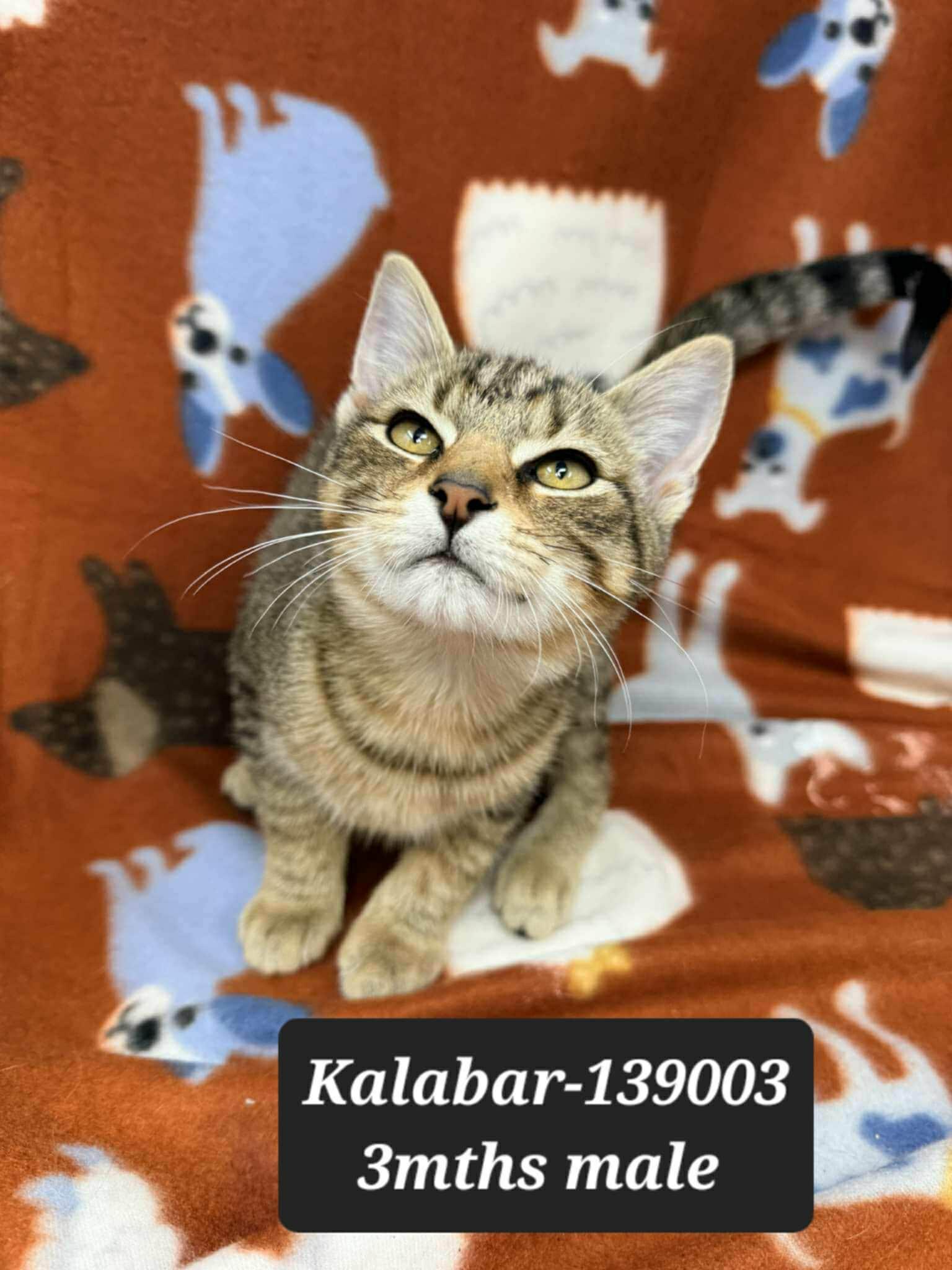 Kalabar *foster needed*