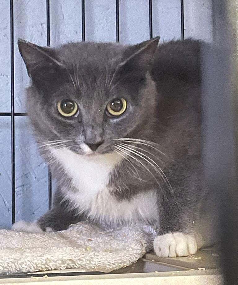 Enlarge RIVER, a Adopted Domestic Short Hair in Flint Hill, VA image 1/1