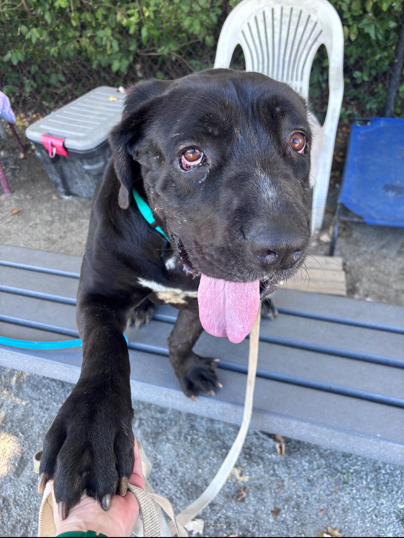 Enlarge Cherry, a Adoptable Cane Corso in Teterboro, NJ image 3/4