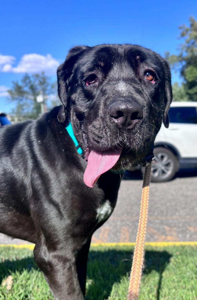 Enlarge Cherry, a Adoptable Cane Corso in Teterboro, NJ image 1/4