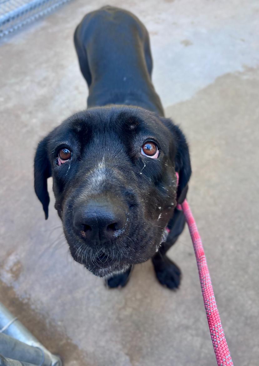 Enlarge Cherry, a Adoptable Cane Corso in Teterboro, NJ image 4/4
